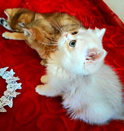 Wunderschöne BKH  Katerchen