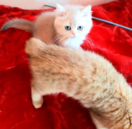 Wunderschöne BKH  Katerchen