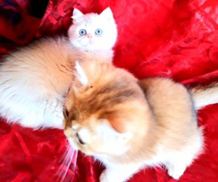 Wunderschöne BKH  Katerchen