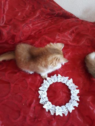 Wunderschöne BKH  Katerchen