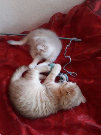 Wunderschöne BKH  Katerchen