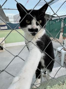 Marlene, FelV positiv