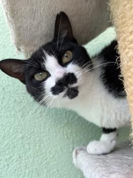 Marlene, FelV positiv