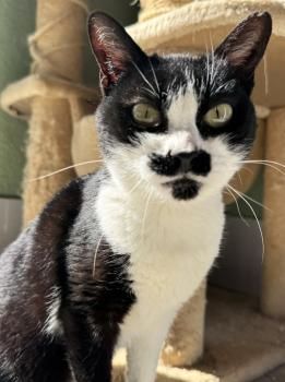 Marlene, FelV positiv