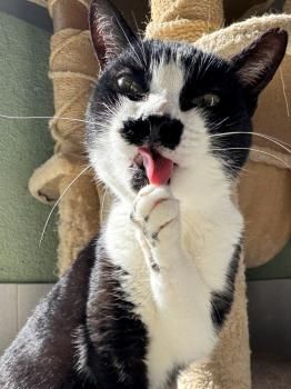 Marlene, FelV positiv