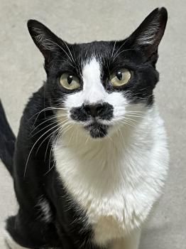 Marlene, FelV positiv