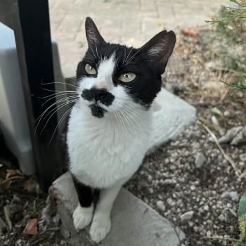 Marlene, FelV positiv