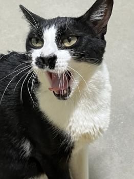 Marlene, FelV positiv