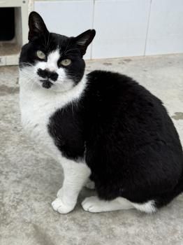 Marlene, FelV positiv