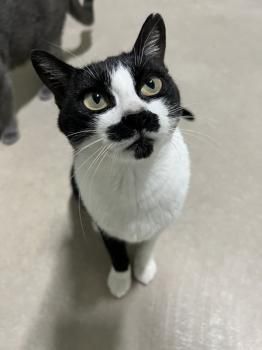 Marlene, FelV positiv