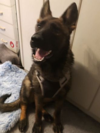 Deutsche Schäferhündin sucht neues liebevolles Zuhause