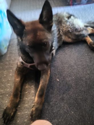 Deutsche Schäferhündin sucht neues liebevolles Zuhause