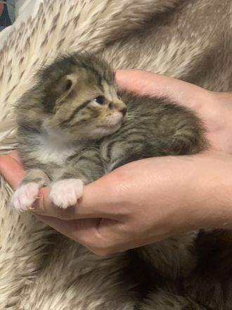 Katzenbabys / Kitten / Babykatzen