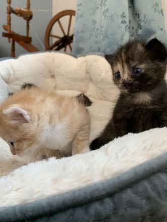 Katzenbabys / Kitten / Babykatzen