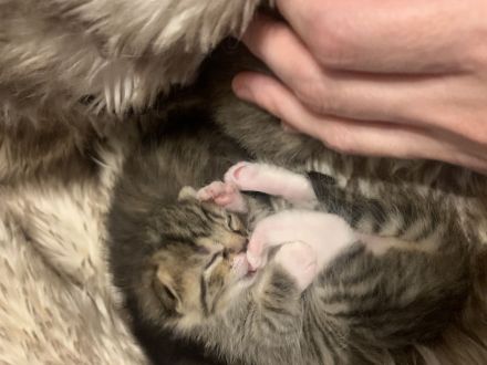 Katzenbabys / Kitten / Babykatzen