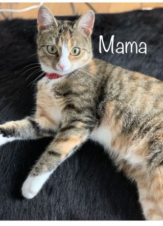 Katzenbabys / Kitten / Babykatzen