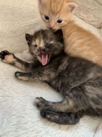 Katzenbabys / Kitten / Babykatzen