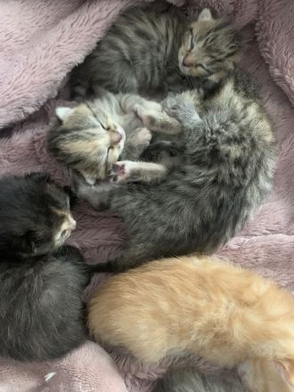 Katzenbabys / Kitten / Babykatzen