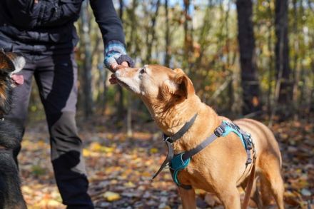 Angie, Vizla-Mix-Hündin, geb. 2010, ängstliche Hündin, sucht ihr erstes Zuhause