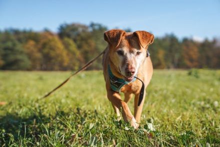 Angie, Vizla-Mix-Hündin, geb. 2010, ängstliche Hündin, sucht ihr erstes Zuhause