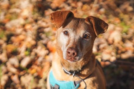Angie, Vizla-Mix-Hündin, geb. 2010, ängstliche Hündin, sucht ihr erstes Zuhause