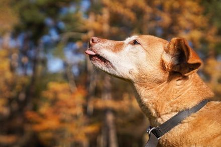 Angie, Vizla-Mix-Hündin, geb. 2010, ängstliche Hündin, sucht ihr erstes Zuhause