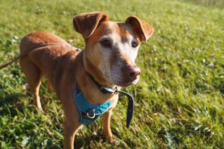Angie, Vizla-Mix-Hündin, geb. 2010, ängstliche Hündin, sucht ihr erstes Zuhause