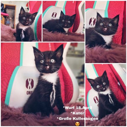 Wunderschönes Bkh-Maine coon kitteb