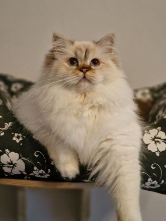 Heilige Birma von den Schneerosen