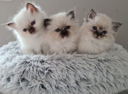 Heilige Birma von den Schneerosen