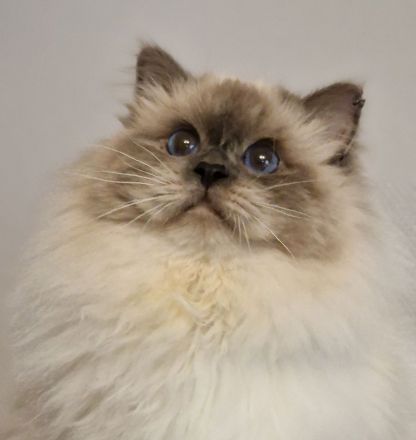 Heilige Birma von den Schneerosen