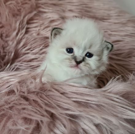 Heilige Birma von den Schneerosen