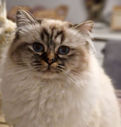 Heilige Birma von den Schneerosen