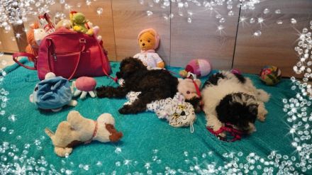 Süße Zwerg- und Toy Pudel Welpen mit Papiere