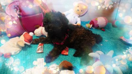 Süße Zwerg- und Toy Pudel Welpen mit Papiere