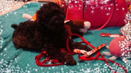 Süße Zwerg- und Toy Pudel Welpen mit Papiere