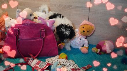 Süße Zwerg- und Toy Pudel Welpen mit Papiere