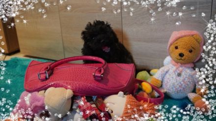 Süße Zwerg- und Toy Pudel Welpen mit Papiere