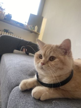 Britische kurzhaar Katze