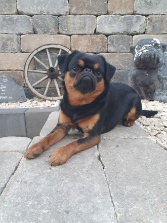 Zwerggriffon Deckrüde