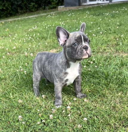 Französische Bulldogge Welpen AUSZUGSBEREIT