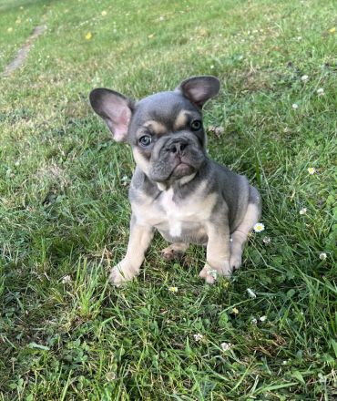 Französische Bulldogge Welpen AUSZUGSBEREIT