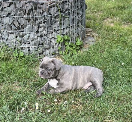 Französische Bulldogge Welpen AUSZUGSBEREIT