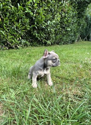Französische Bulldogge Welpen AUSZUGSBEREIT