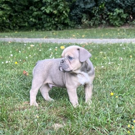 Französische Bulldogge Welpen AUSZUGSBEREIT