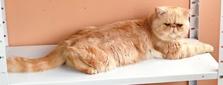 Deckkater Exotic Shorthair  mit Stammbaum