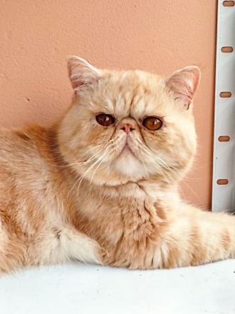 Deckkater Exotic Shorthair  mit Stammbaum