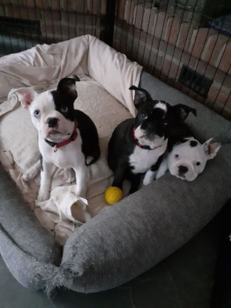 Boston Terrier Welpen mit Ahnentafel reinrassig