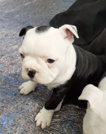 Boston Terrier Welpen mit Ahnentafel reinrassig