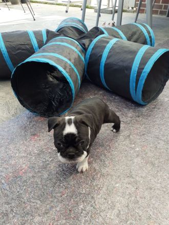 Boston Terrier Welpen mit Ahnentafel reinrassig